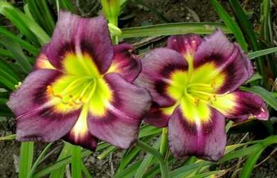 Hemerocallis night beacon